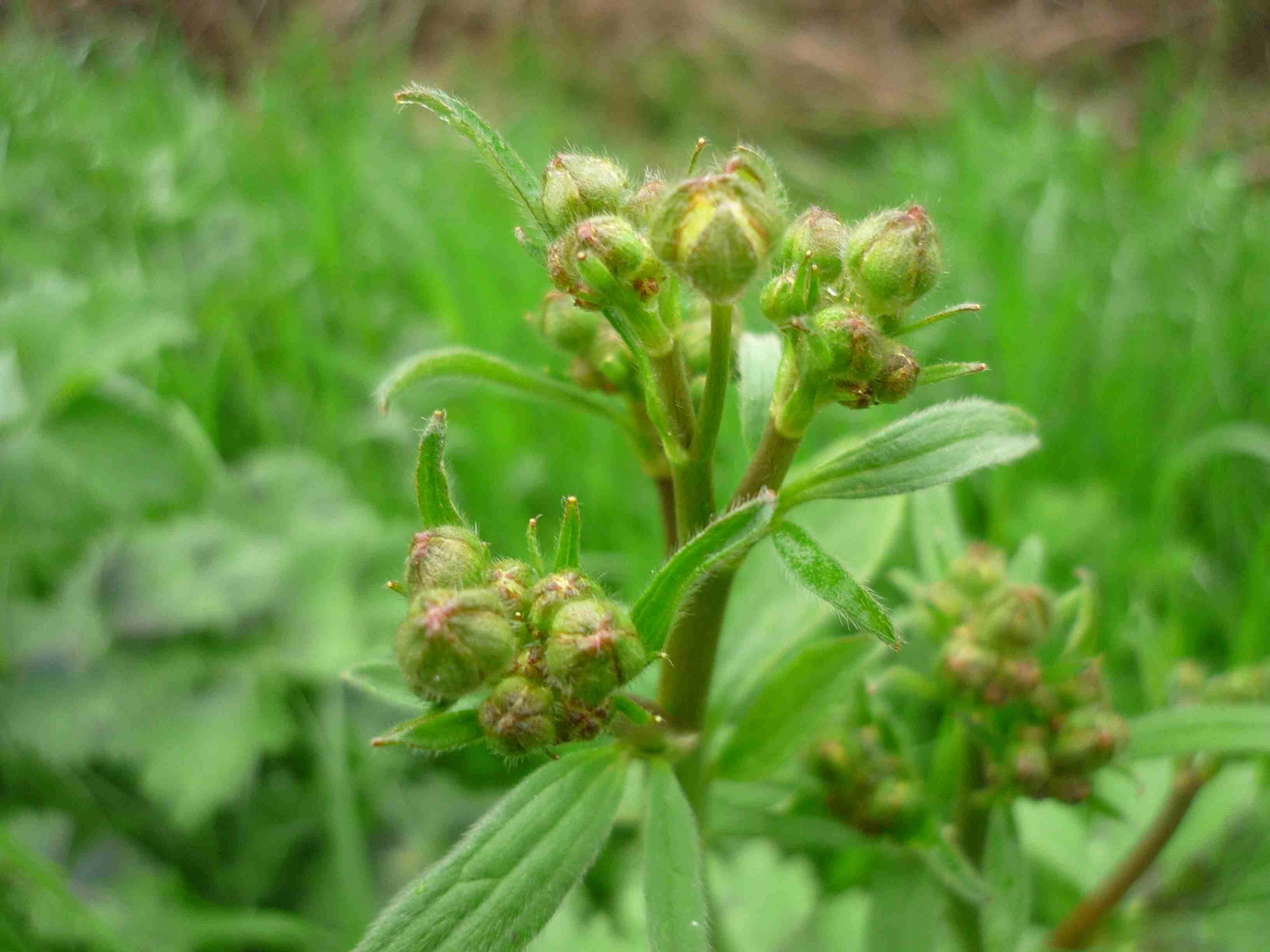 pianta da ID - Ranunculus sp.